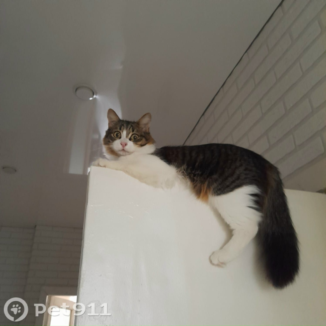 Пропала кошка в Ижевске — фото объявления