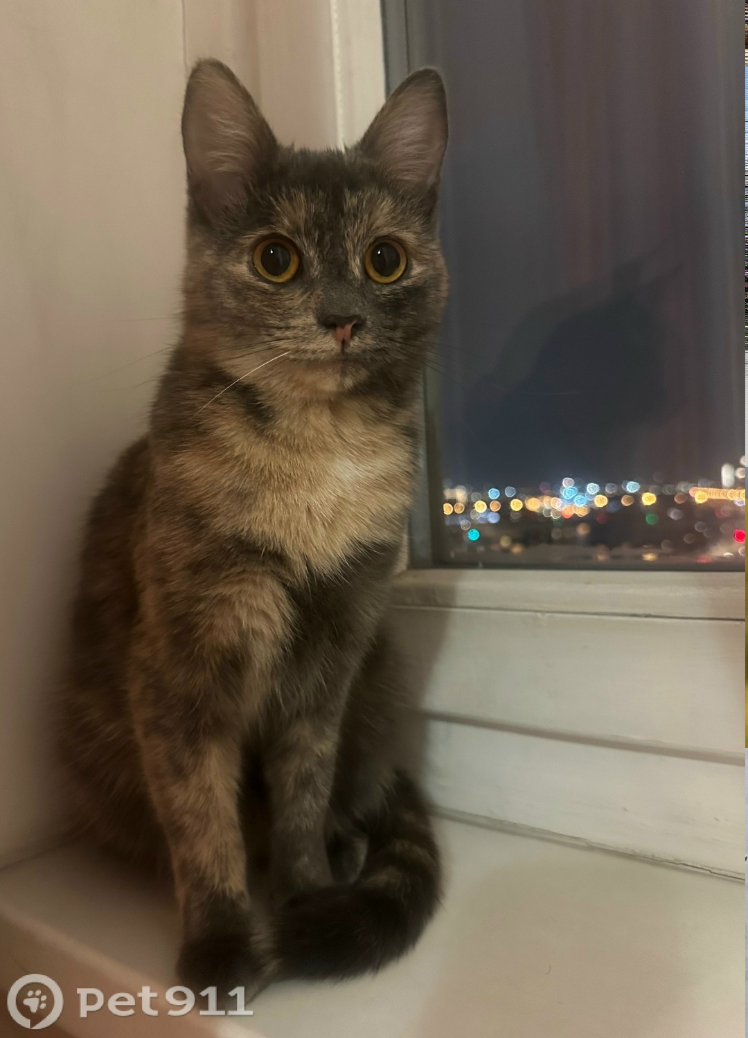 Пропала кошка в Ижевске — фото объявления