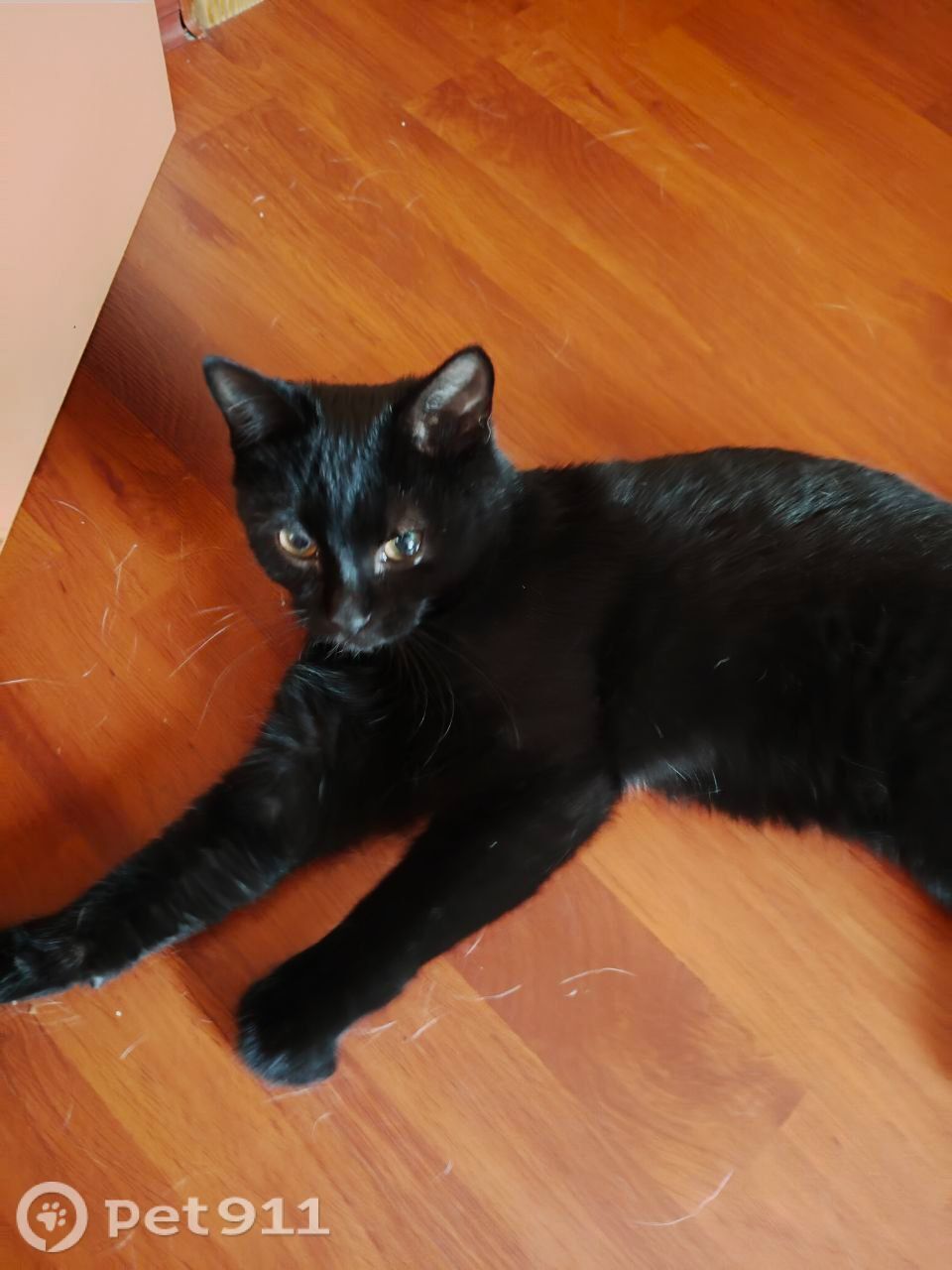 Найдена кошка в Ижевске — фото объявления