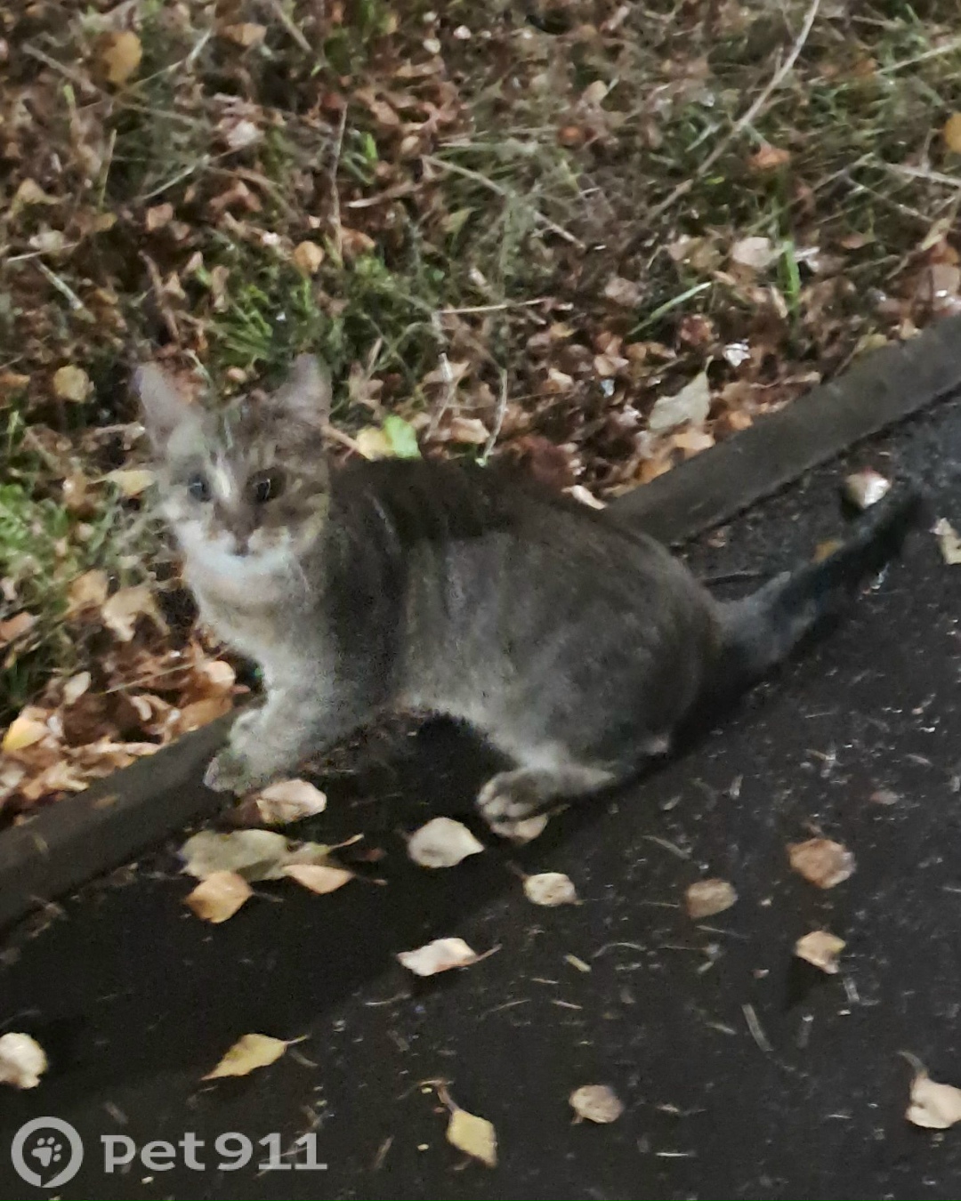 Найдена кошка в Ижевске — фото объявления