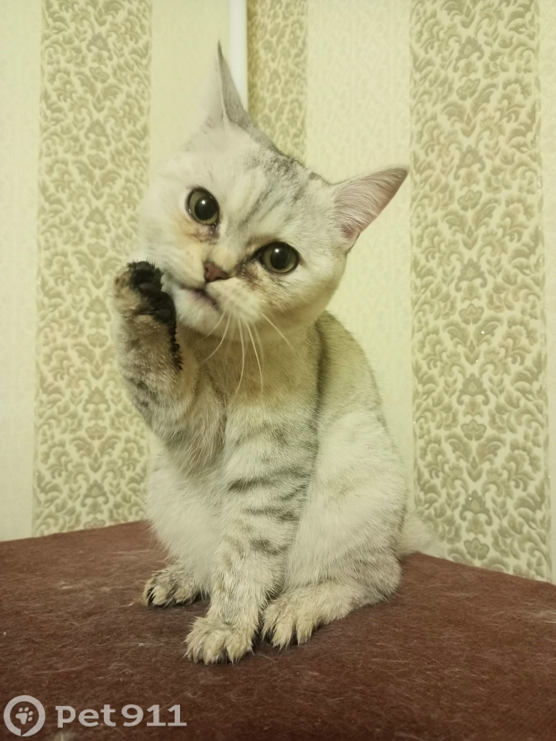 Найдена собака в Ижевске — фото объявления