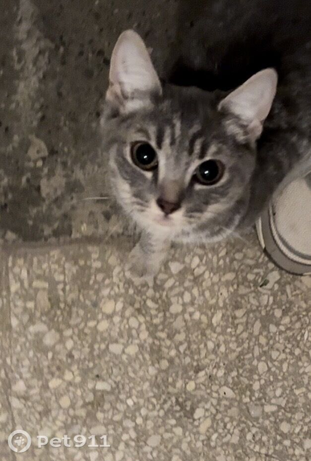 Найдена кошка в Ижевске — фото объявления