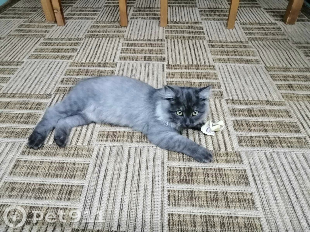 Пропала кошка в Ижевске — фото объявления