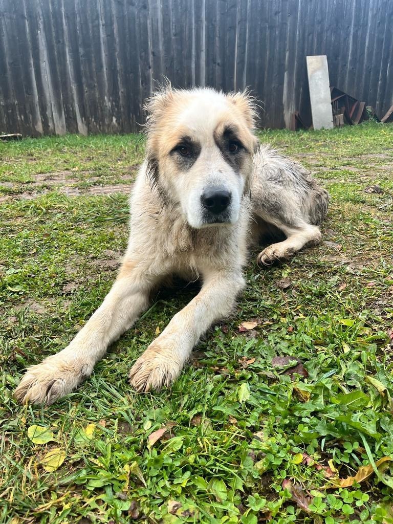 Найдена собака в Ижевске — фото объявления