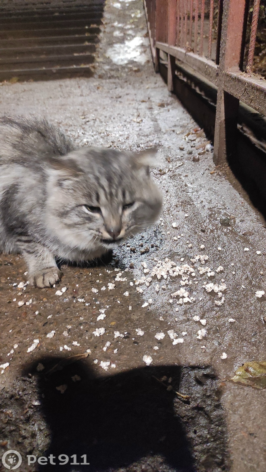 Найдена кошка в Ижевске — фото объявления