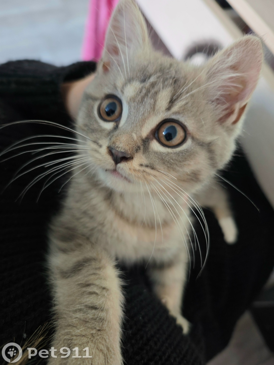 Пропала кошка в Ижевске — фото объявления