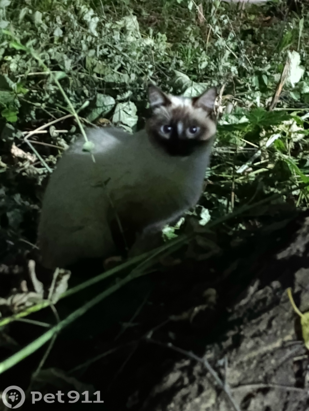 Найдена кошка в Ижевске — фото объявления