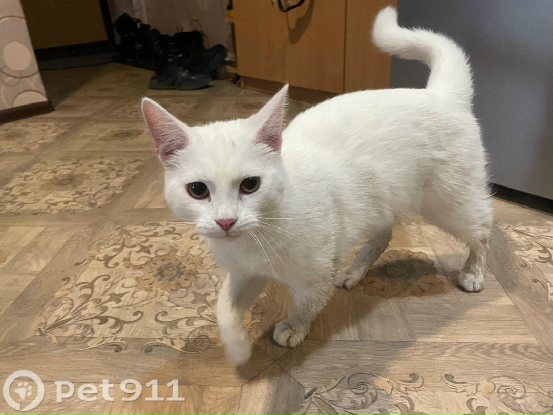 Найдена кошка в Ижевске — фото объявления