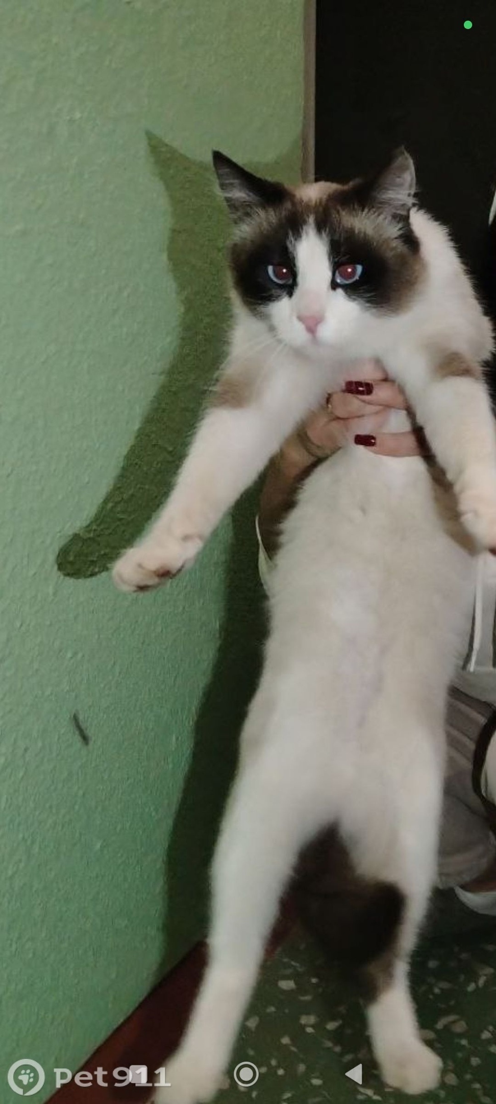 Найдена кошка в Ижевске — фото объявления