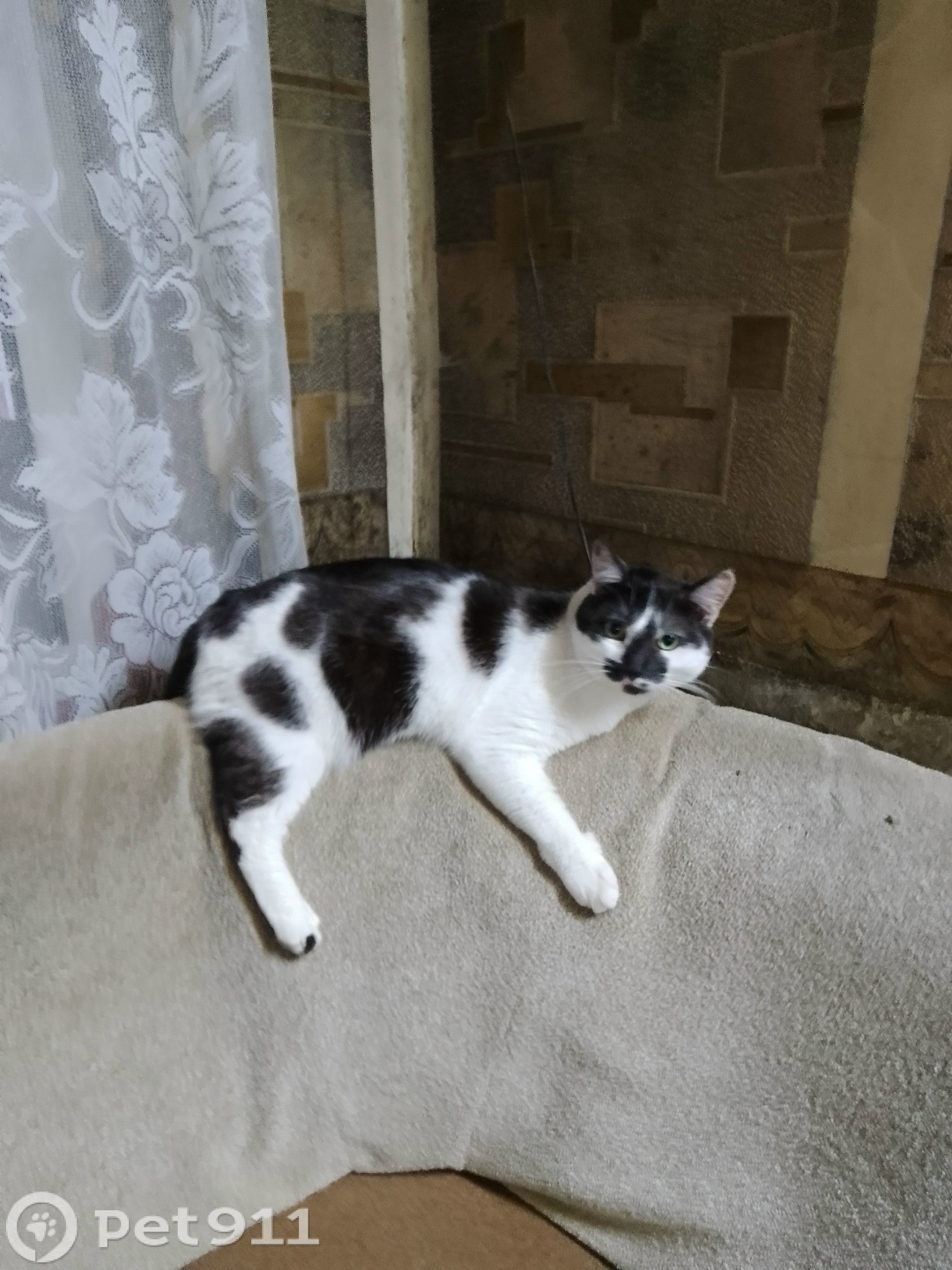 Пропала кошка в Ижевске — фото объявления