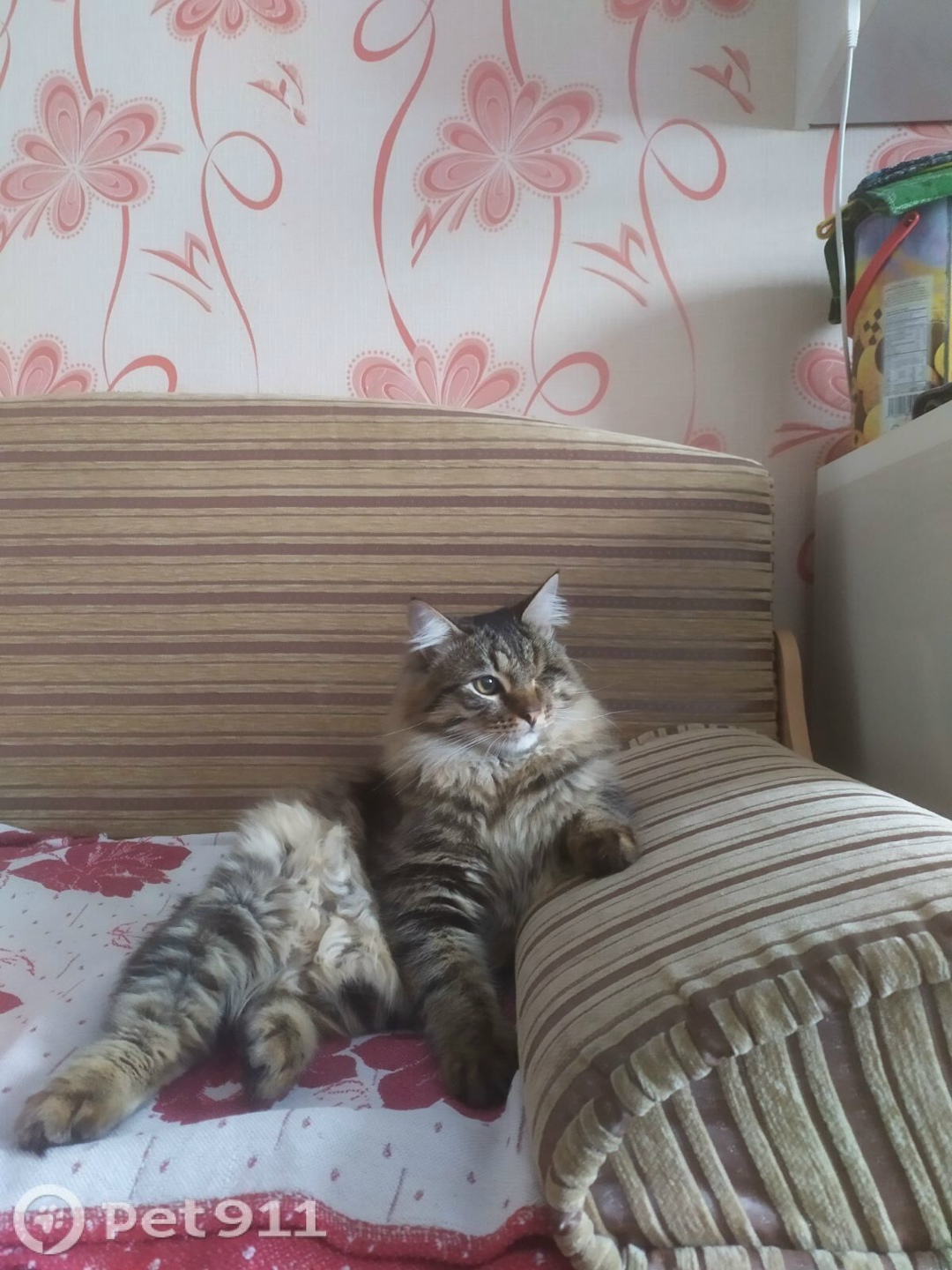 Пропала кошка в Ижевске — фото объявления