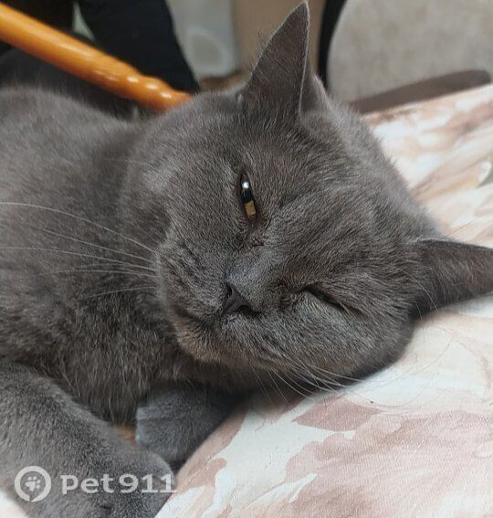 Пропала кошка в Ижевске — фото объявления