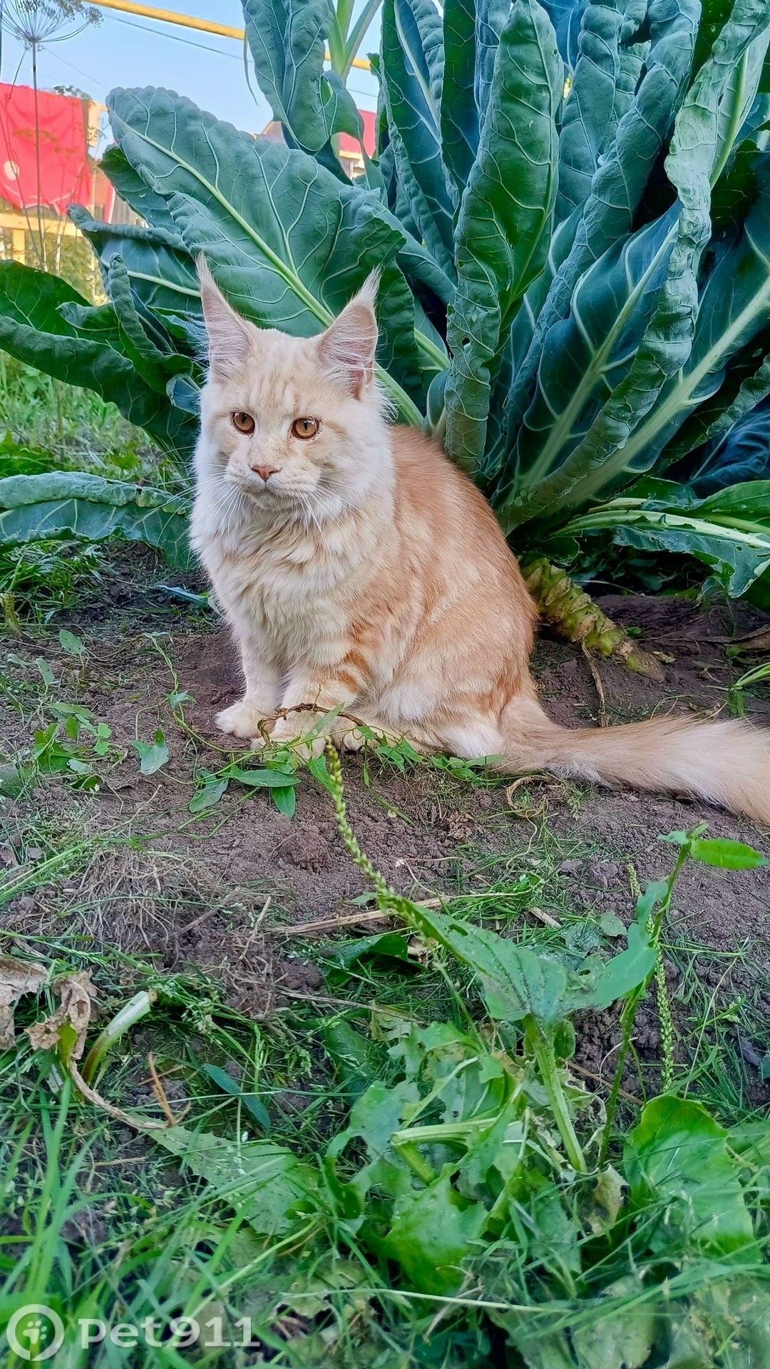 Пропала кошка в Ижевске — фото объявления