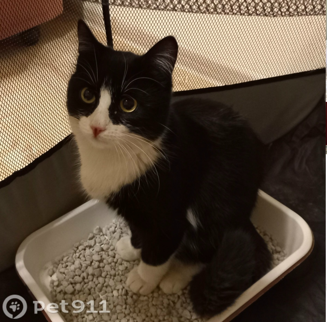 Найдена кошка в Ижевске — фото объявления