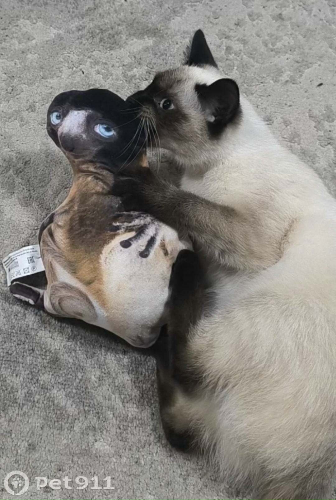 Пропала кошка в Ижевске — фото объявления