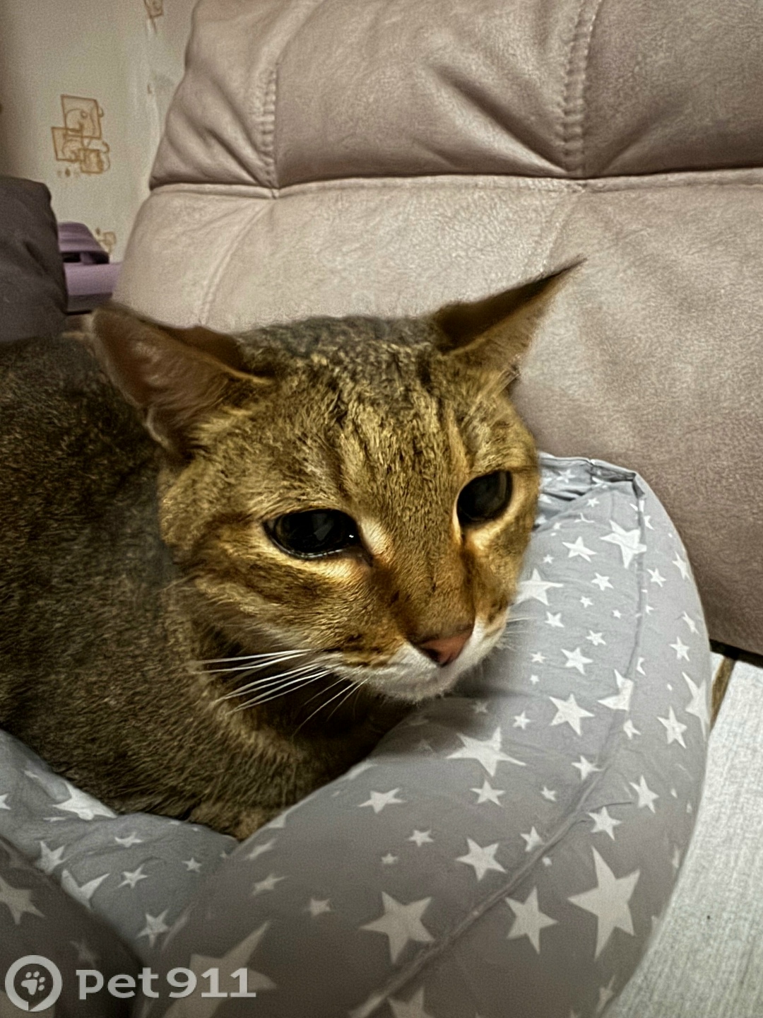 Найдена собака в Ижевске — фото объявления