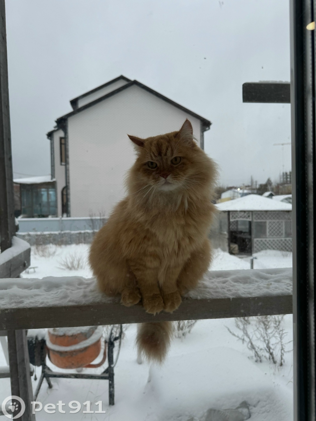 Пропала собака в Ижевске — фото объявления
