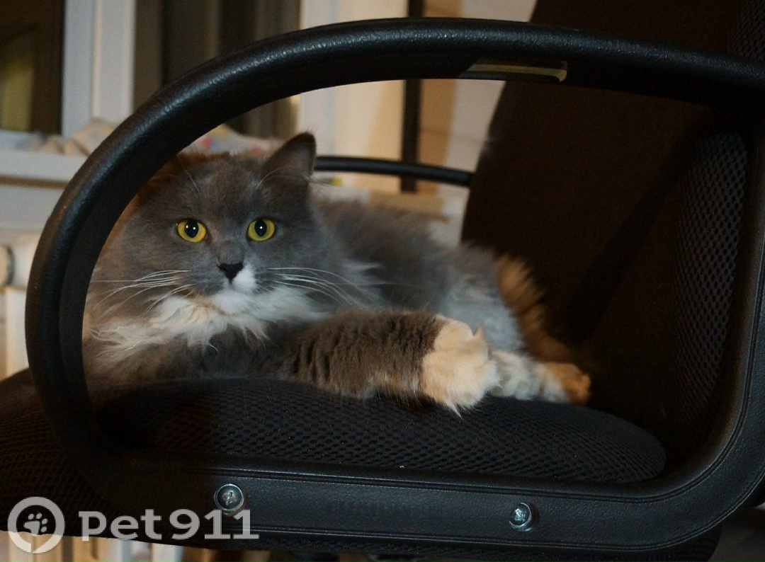 Пропала кошка в Ижевске — фото объявления