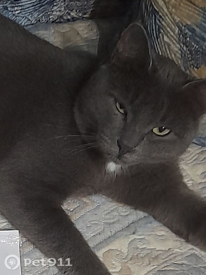 Найдена кошка в Ижевске — фото объявления