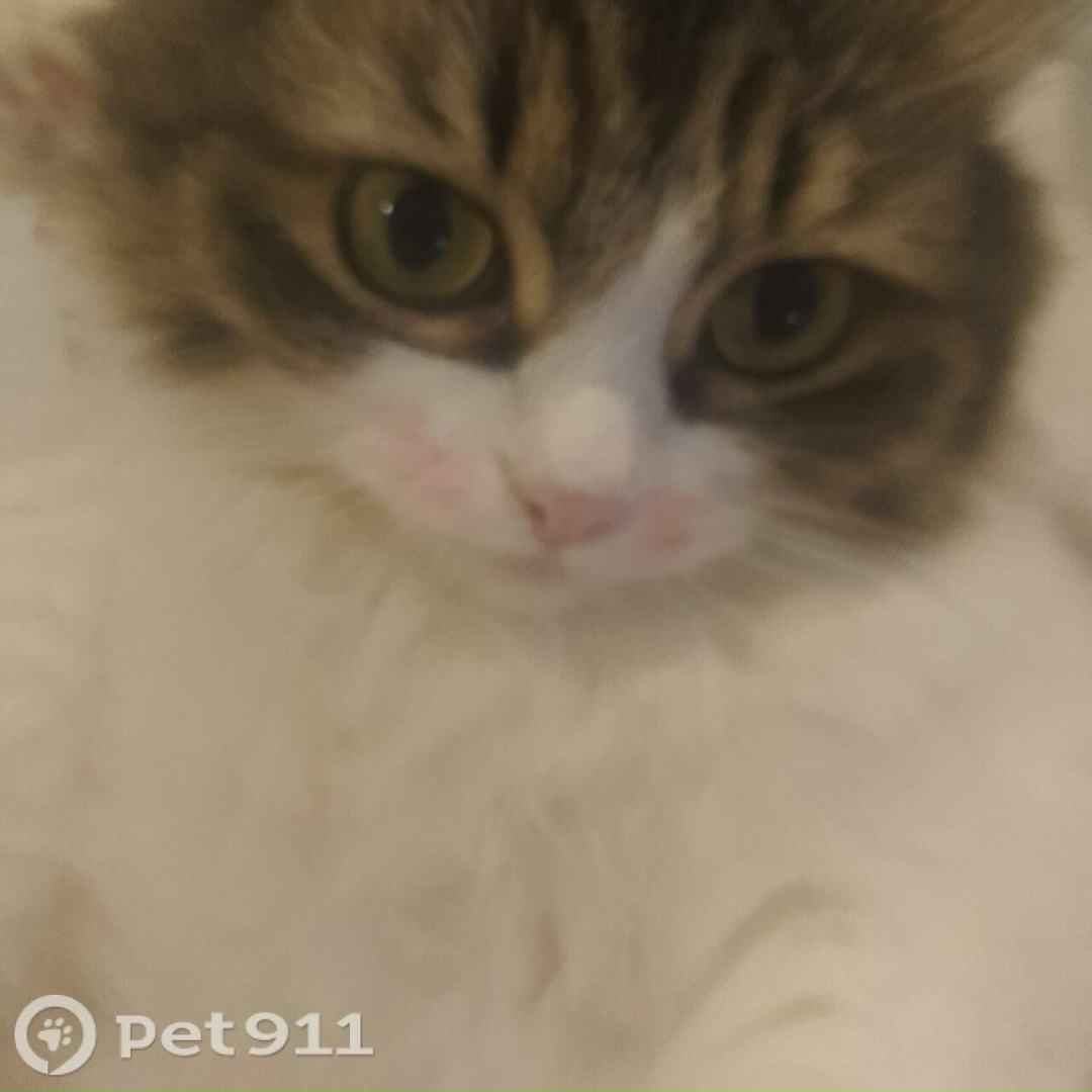 Пропала кошка в Ижевске — фото объявления