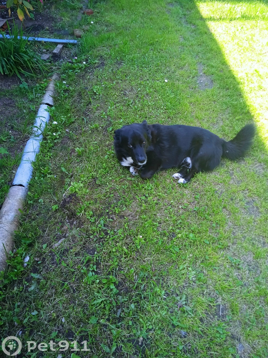 Пропала собака в Ижевске — фото объявления