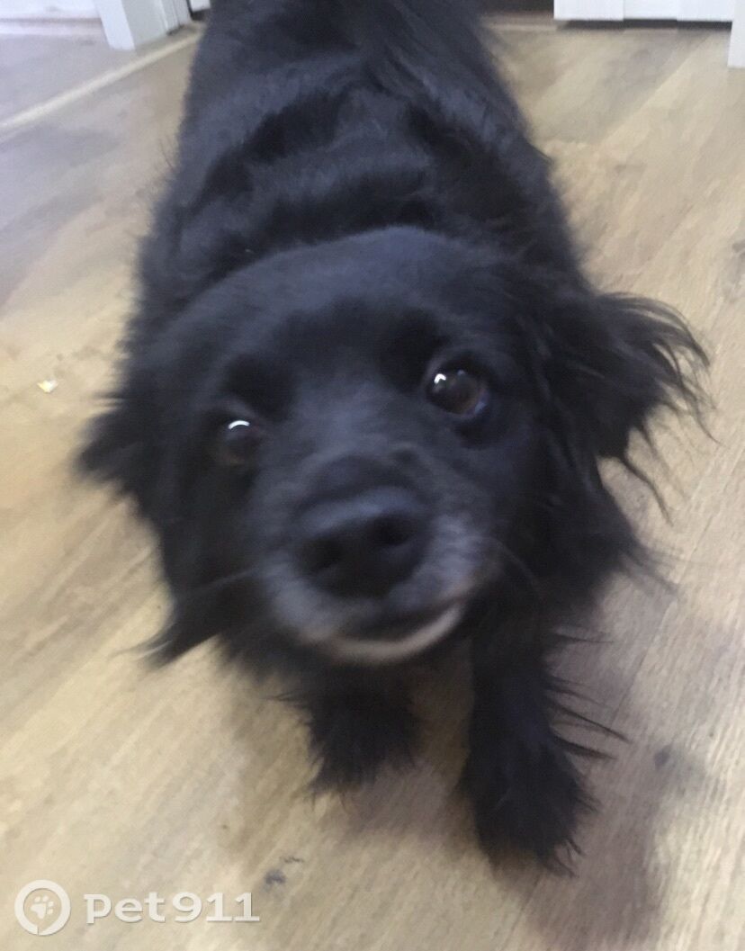 Пропала собака в Ижевске — фото объявления