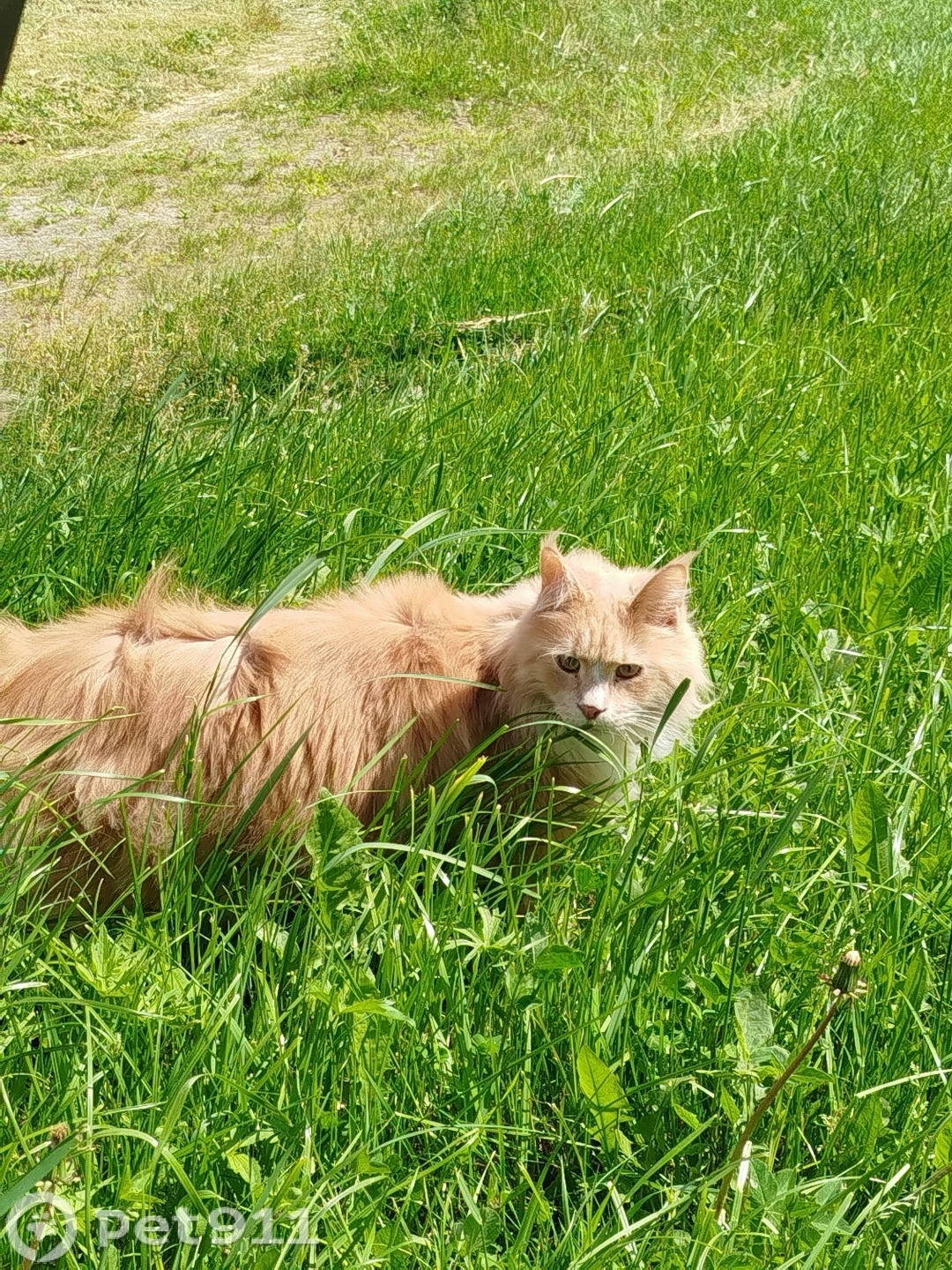 Пропала кошка в Ижевске — фото объявления