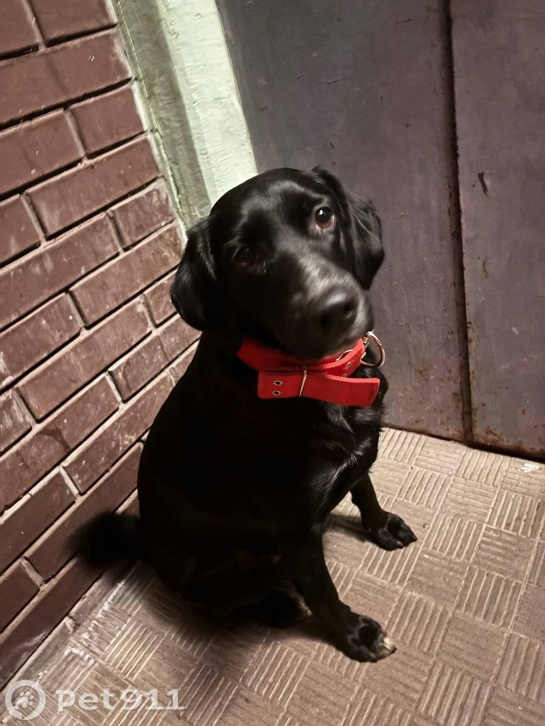 Найдена собака в Ижевске — фото объявления