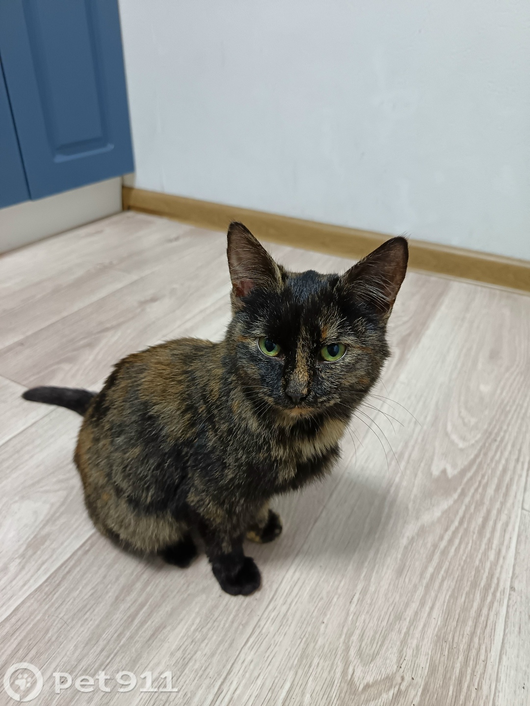 Найдена кошка в Ижевске — фото объявления