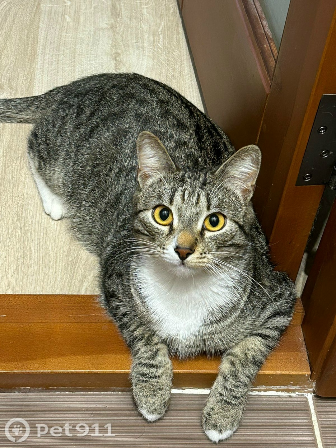 Пропала кошка в Ижевске — фото объявления