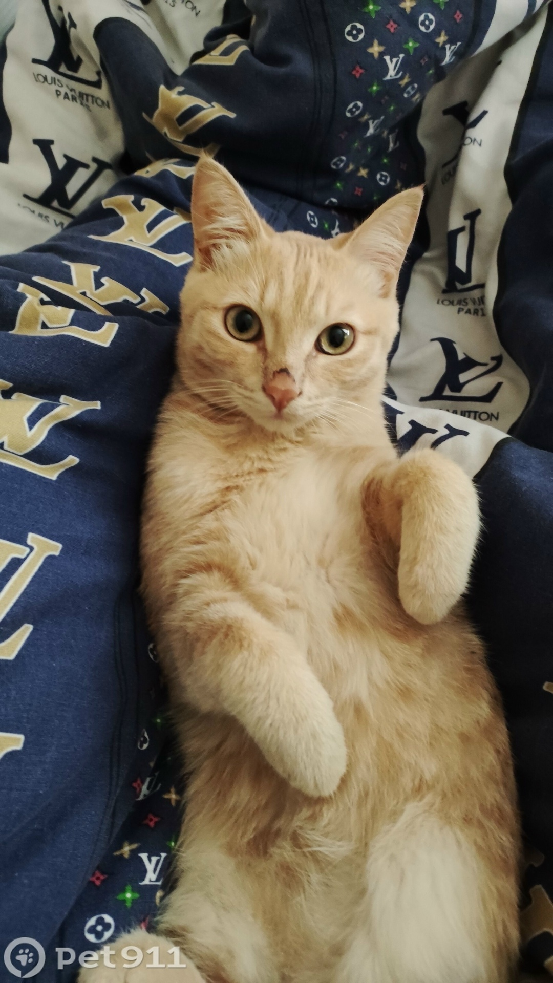 Пропала кошка в Ижевске — фото объявления