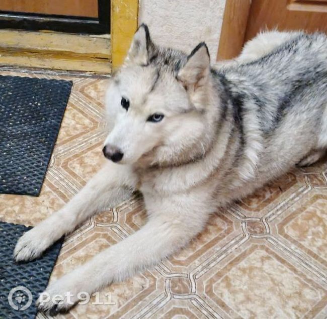 Найдена собака в Ижевске — фото объявления