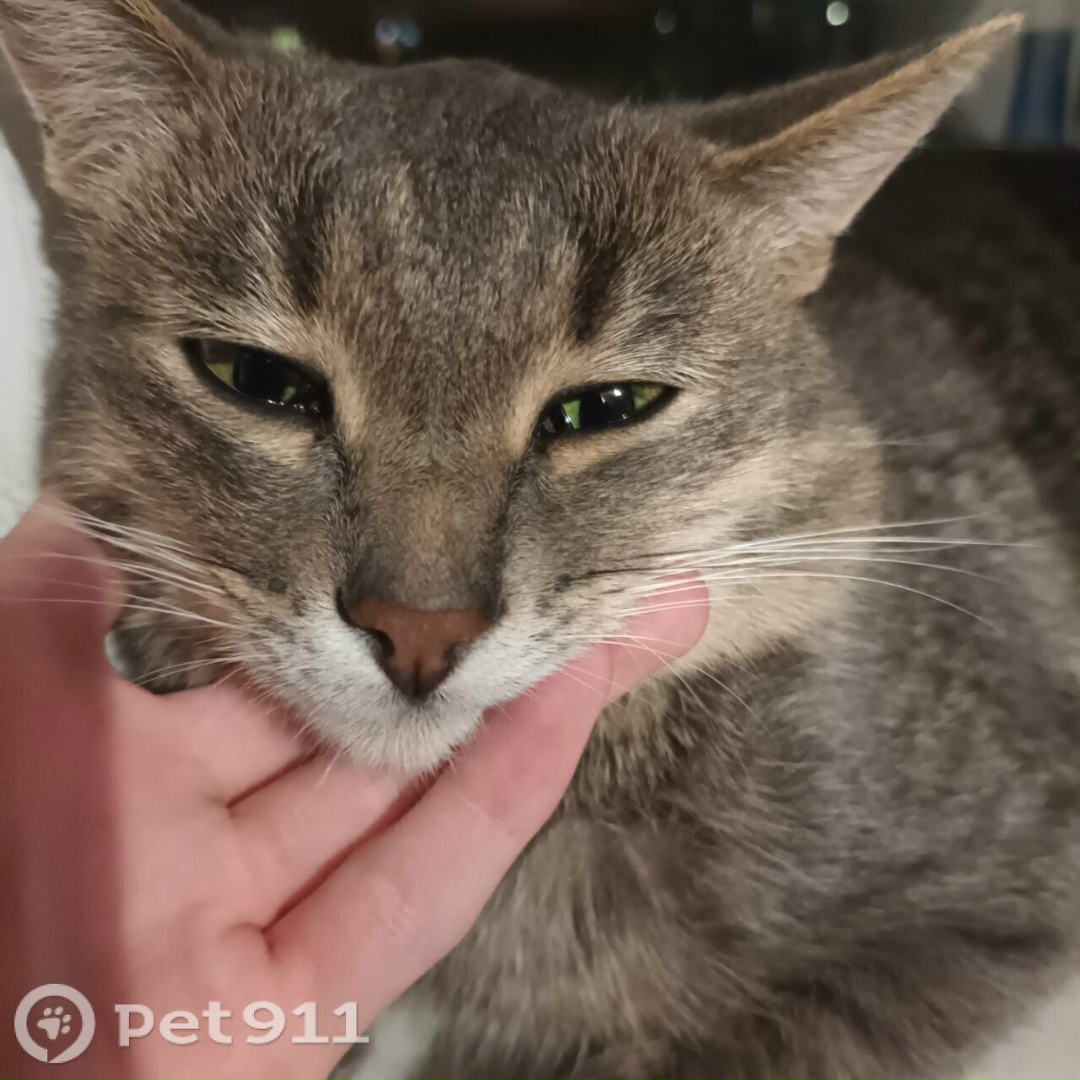 Пропала кошка в Ижевске — фото объявления