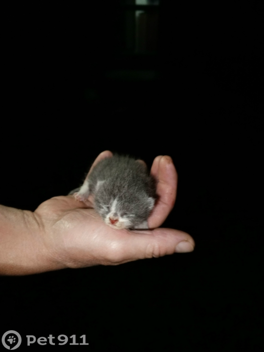 Найдена кошка в Ижевске — фото объявления