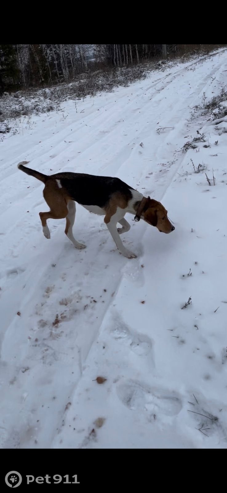 Пропала собака в Ижевске — фото объявления