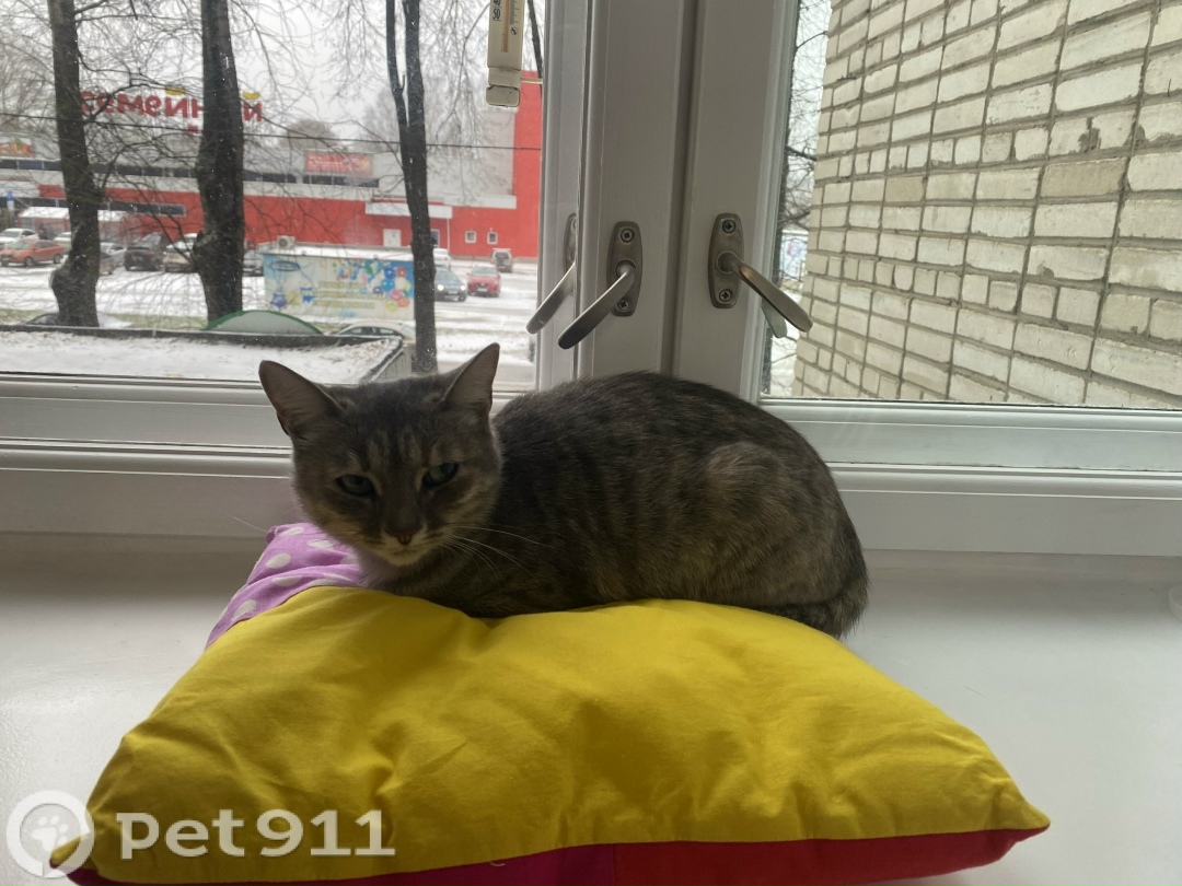 Пропала кошка в Ижевске — фото объявления