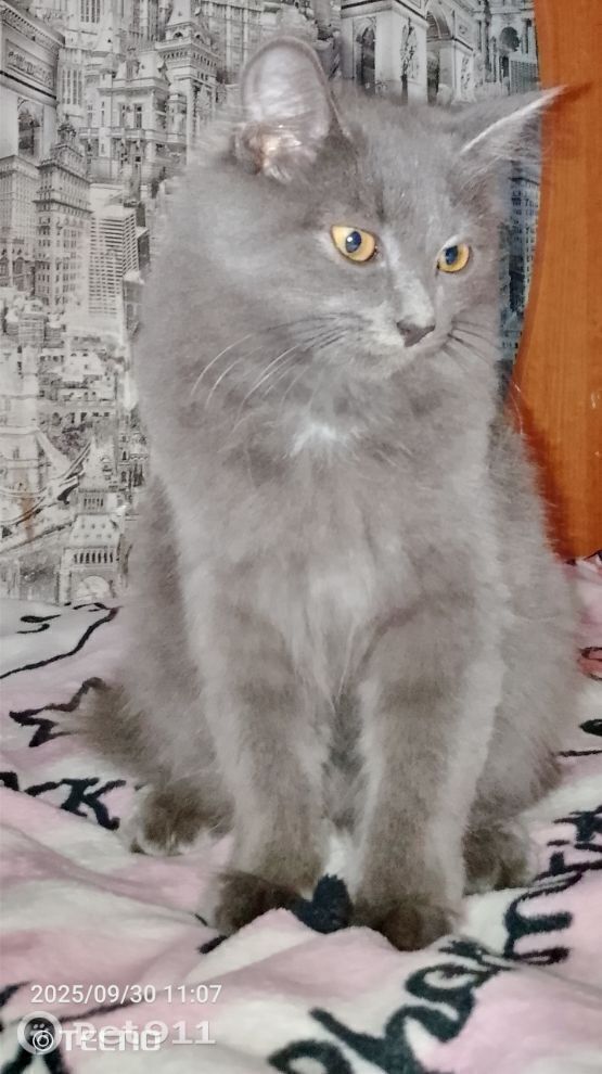 Пропала кошка в Ижевске — фото объявления