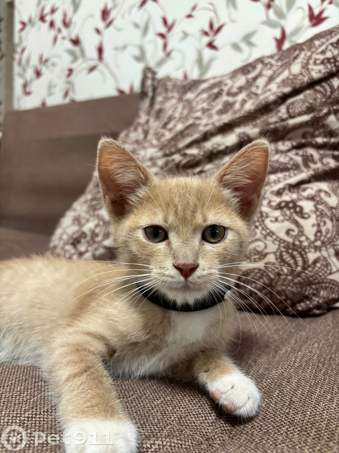 Найдена кошка в Ижевске — фото объявления