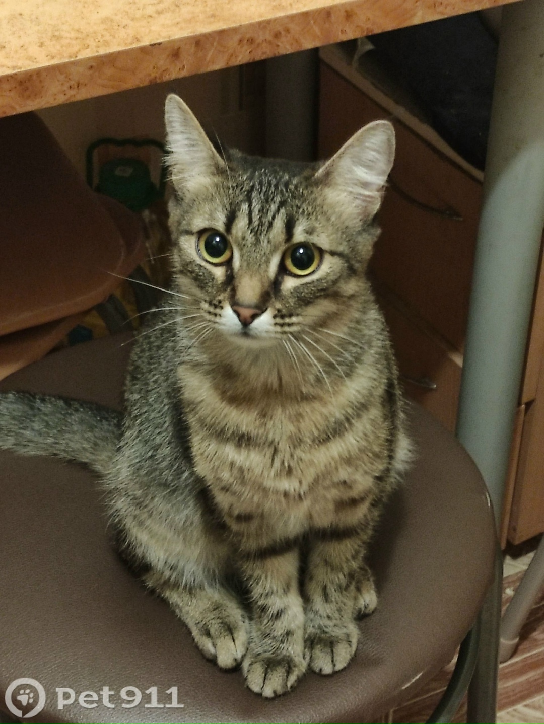 Пропала кошка в Ижевске — фото объявления