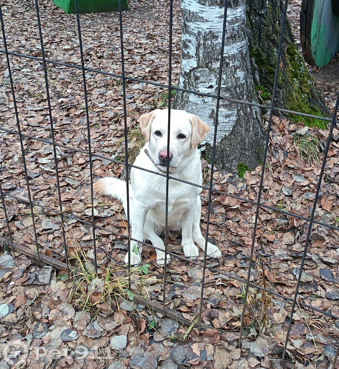 Найдена собака в Ижевске — фото объявления