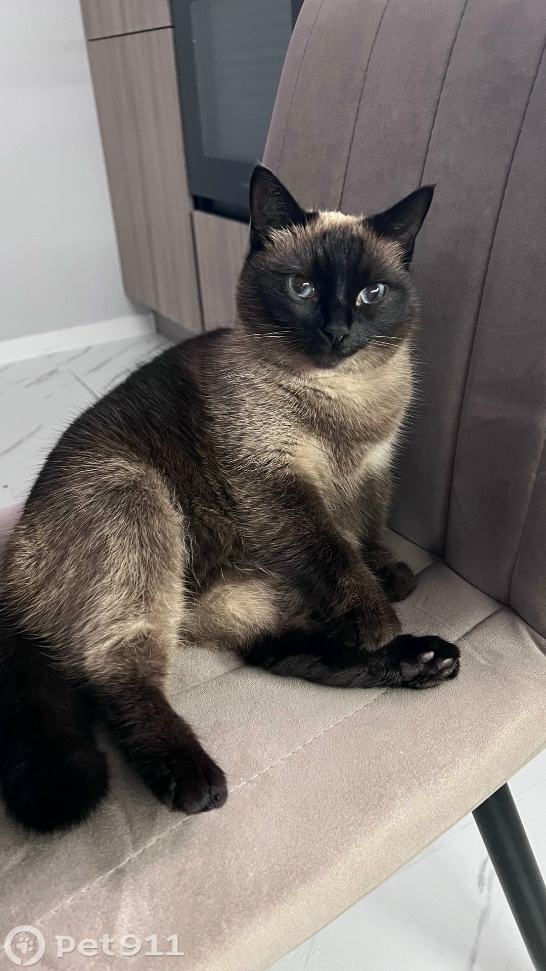 Пропала кошка в Ижевске — фото объявления