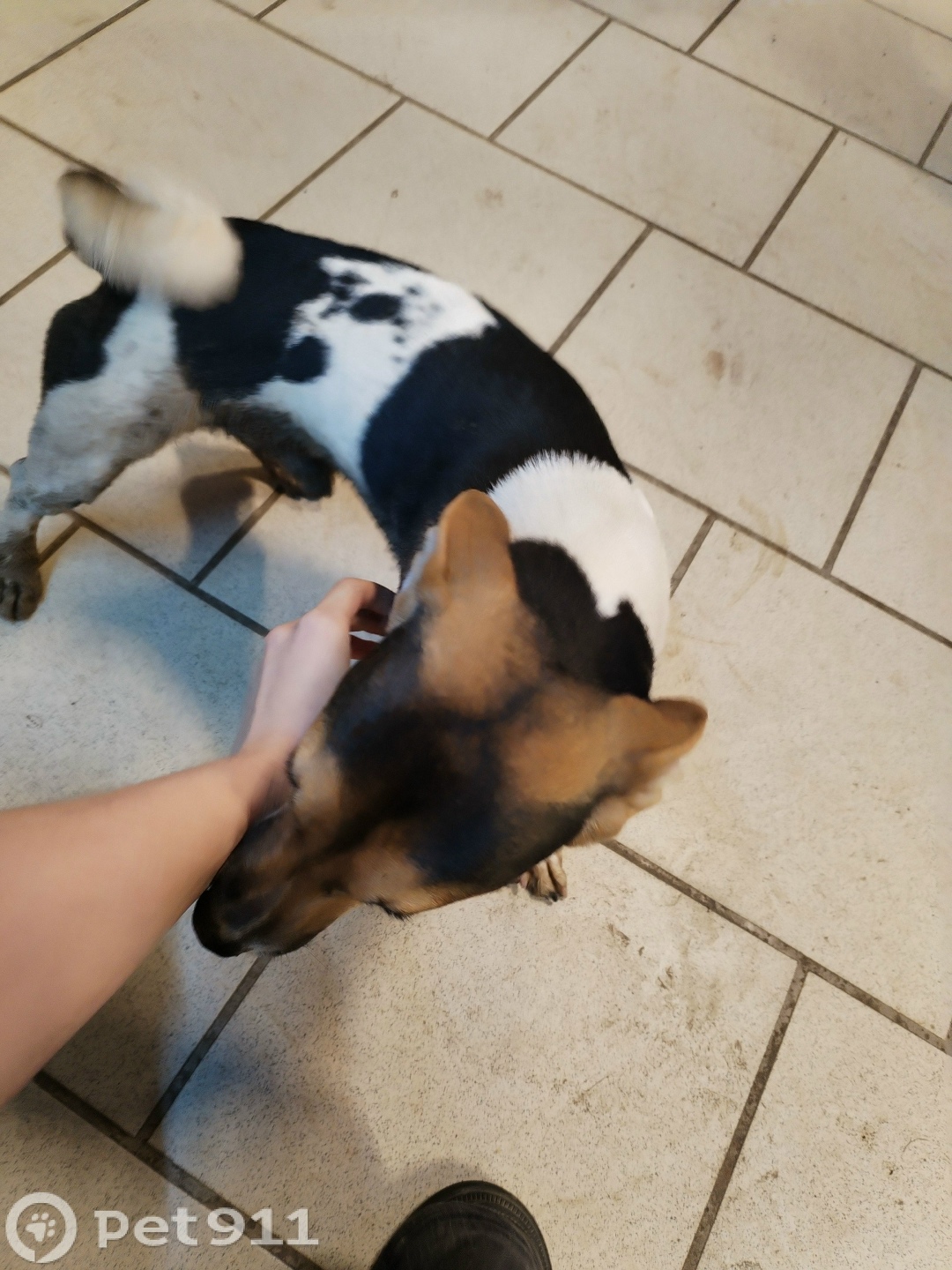 Найдена собака в Ижевске — фото объявления