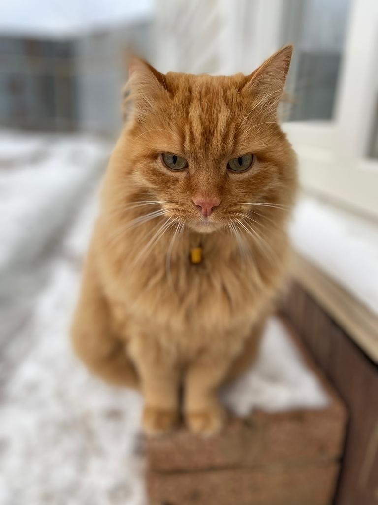 Найдена кошка в Ижевске — фото объявления