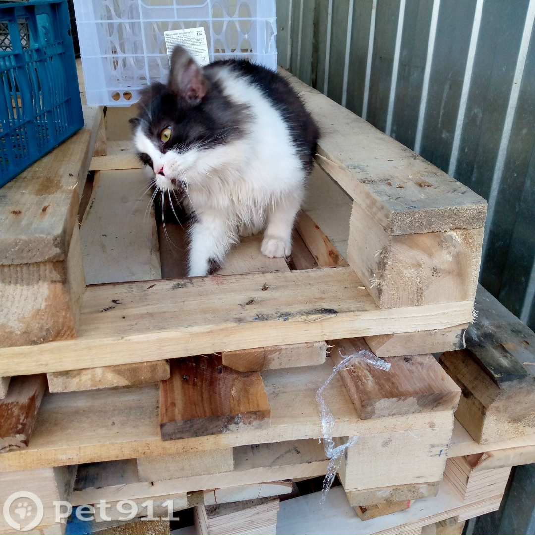 Найдена кошка в Ижевске — фото объявления