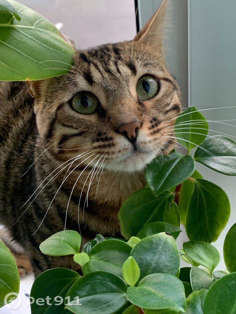 Пропала кошка в Ижевске — фото объявления