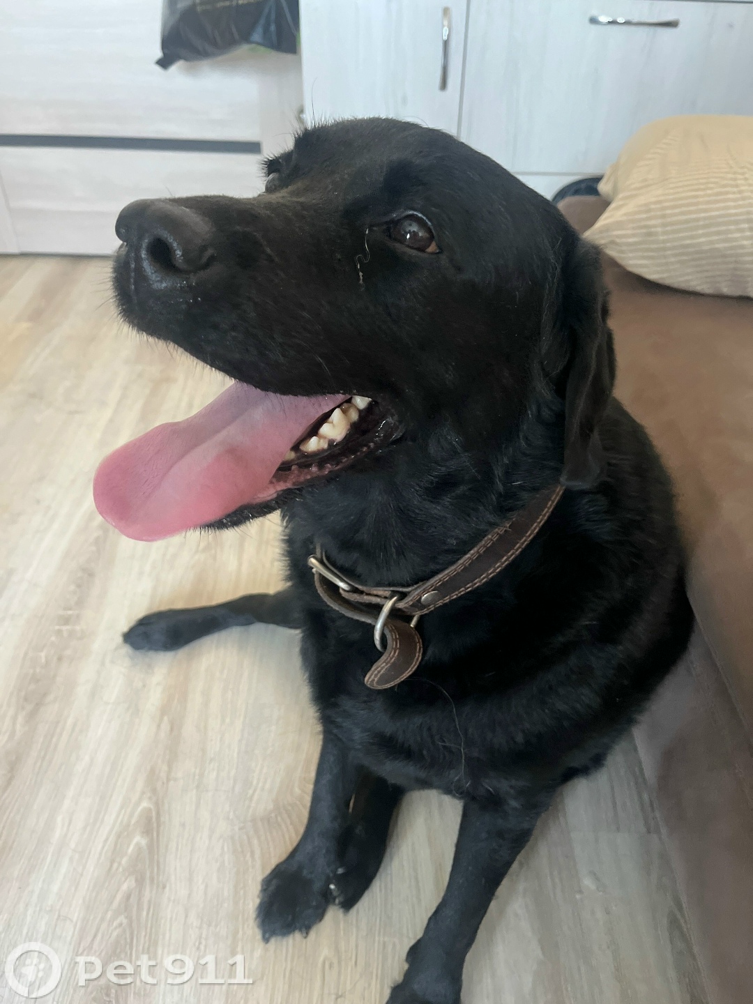 Найдена собака в Ижевске — фото объявления