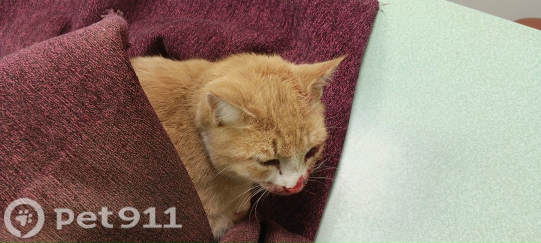 Найдена кошка в Ижевске — фото объявления