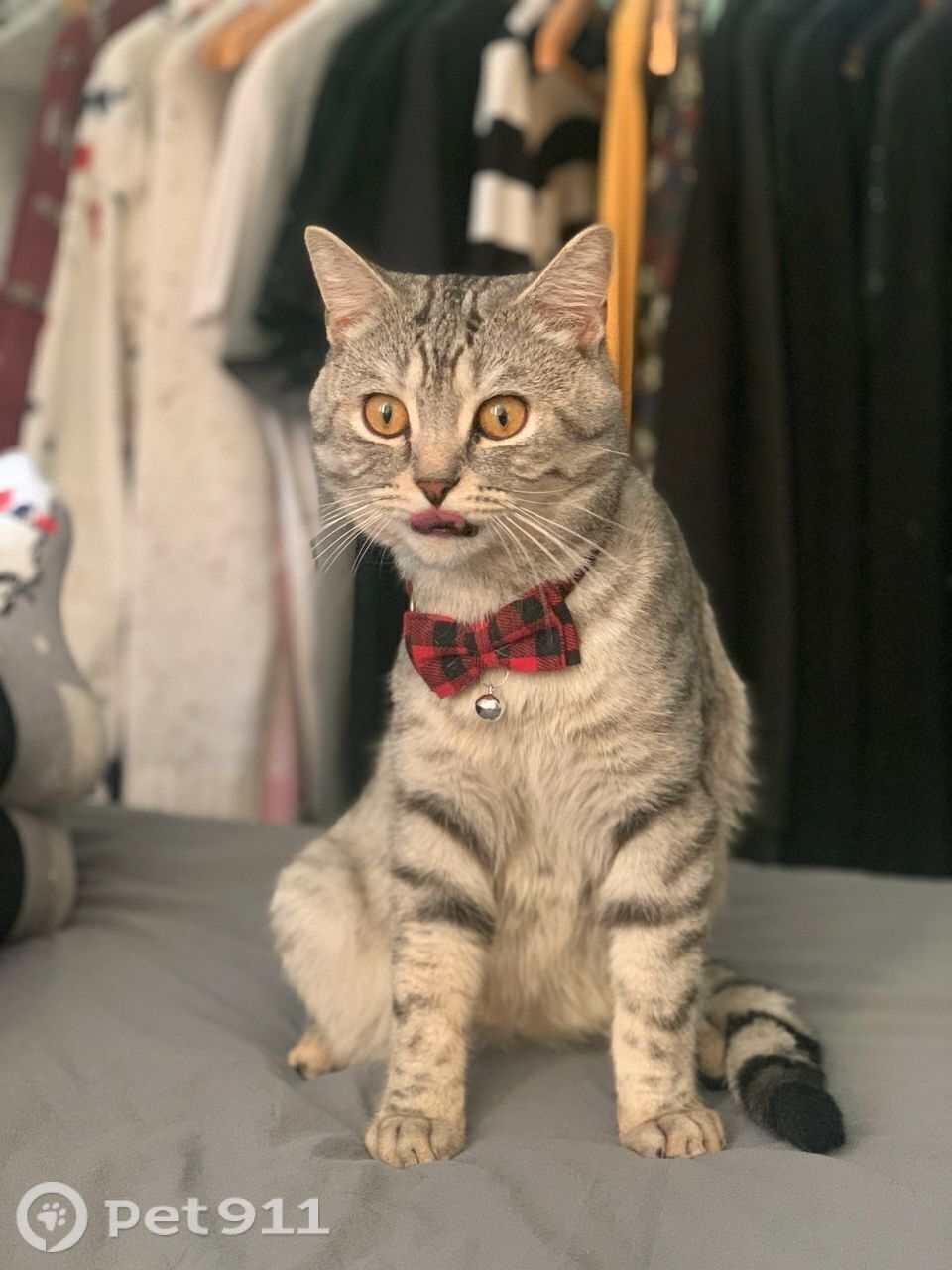 Пропала кошка в Ижевске — фото объявления