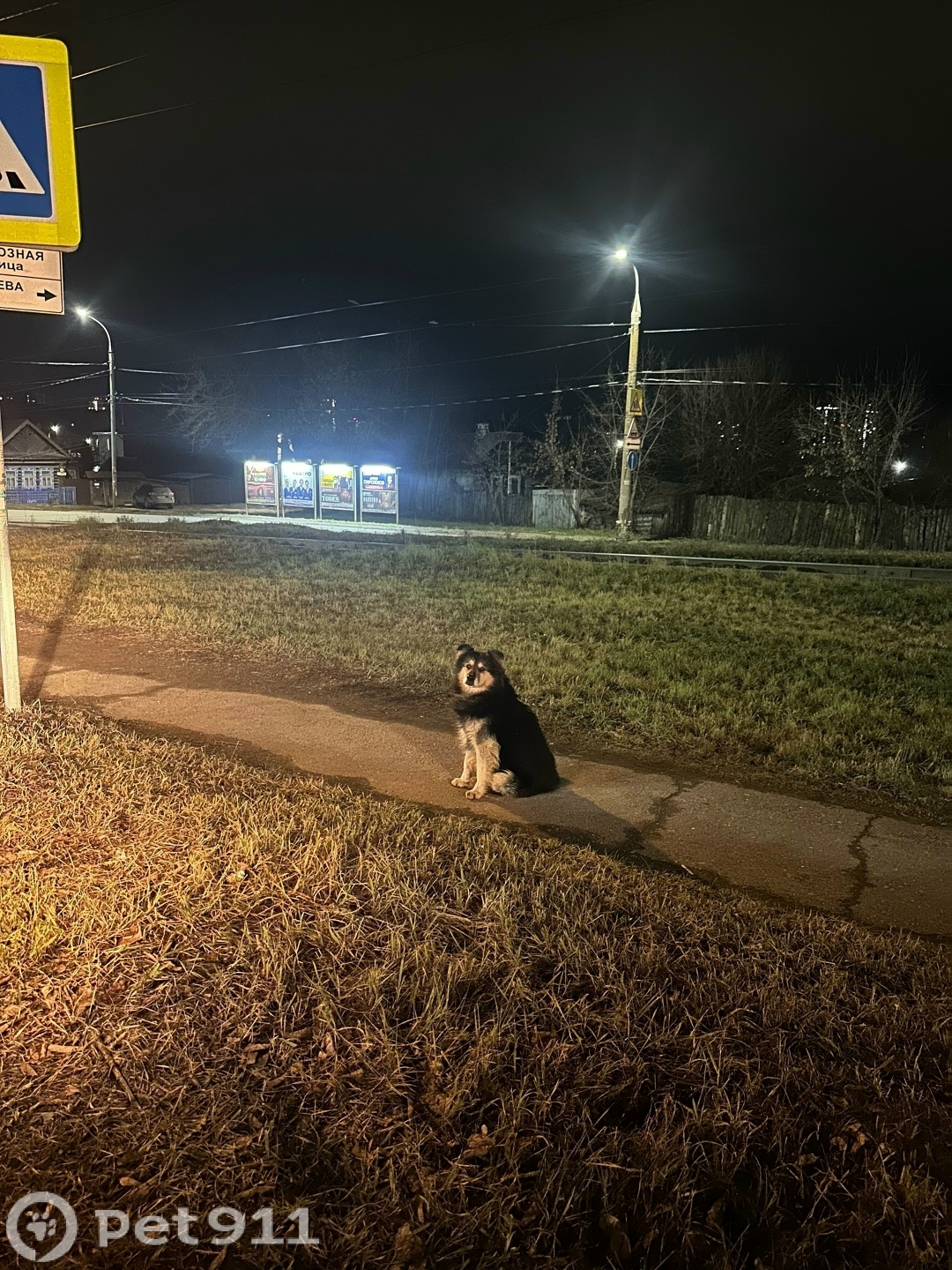 Найдена собака в Ижевске — фото объявления