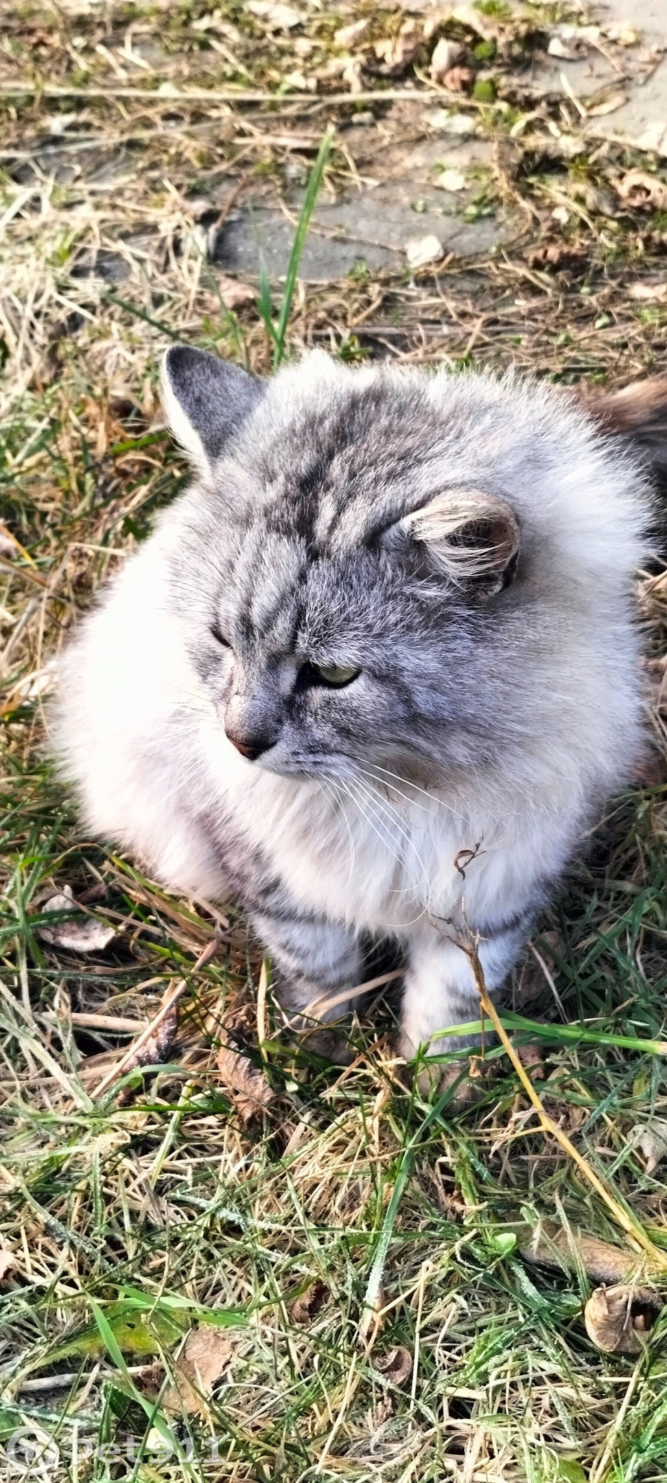Найдена кошка в Ижевске — фото объявления